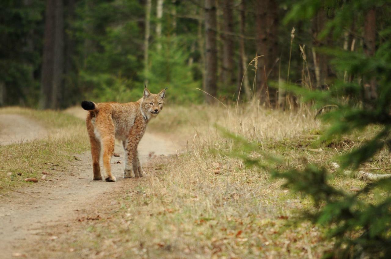 Vila Swironek Białowieża Exteriér fotografie