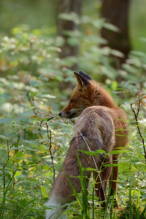 Vila Swironek Białowieża Exteriér fotografie