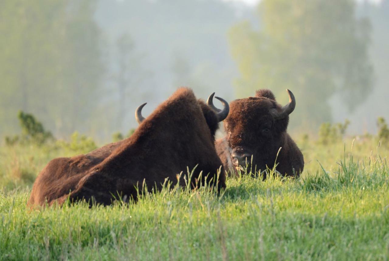 Vila Swironek Białowieża Exteriér fotografie